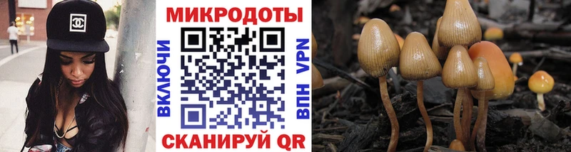 Псилоцибиновые грибы MAGIC MUSHROOMS  Купить закладки  Злынка 